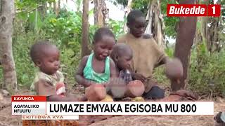 Agataliikonfuufu  Ameefuga ga Uganda  Tutunuulidde olubugo  Lumaze emyaka egisoba mu 800