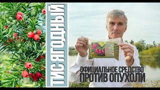 Тис ягодный – средство из народной медицины. Рассказывает Геннадий Гарбузов