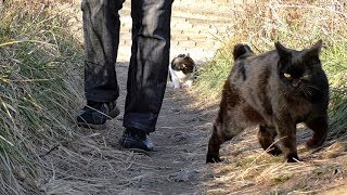 【地域猫】新調した竿を水に落とされてへこむ気持ちをお城で癒してもらう。【魚くれくれ野良猫製作委員会】