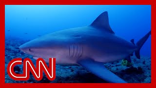 CNN reporter dives with sharks with no cage