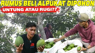 UPDATE HARGA ALPUKAT TERBARU ‼️ PANEN ALPUKAT DI KEBUN KOPI