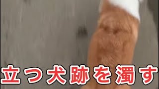 【犬】散歩中のクスっと笑える出来事【コーギー】