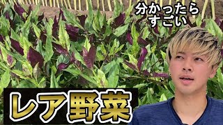 【サムネで分かったらすごい】珍しい野菜の入手方法と食べ方を農家が教えます。