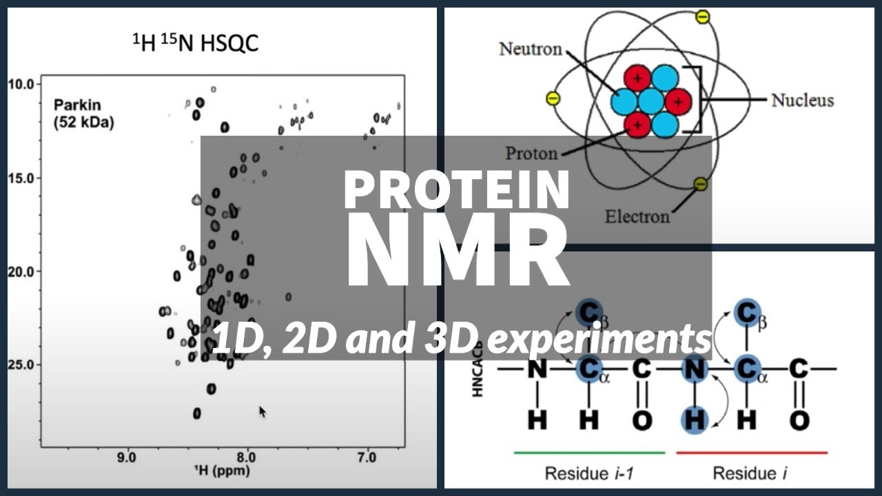 Protein NMR - Using 1D, 2D And 3D Experiments To Solve Structure - YouTube