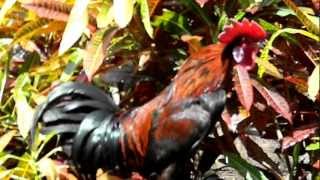 Ayam Ketawa - laughing chicken