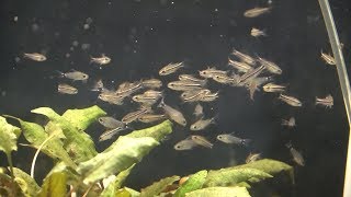 A swarm of tiny catfish!! Squee alert!