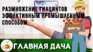 Размножение гиацинтов эффективным промышленным способом