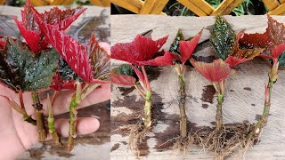 How to grow begonia | begonia gryphon propagation | begonia cuttings