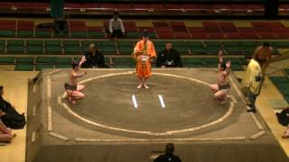 今日の服部桜/服部桜-琴浦崎/2017.5.19/hattorizakura-kotourasaki/day6 #sumo