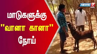 News7Tamil எதிரொலியாக திருச்செந்தூர் அருகே கால்நடைகளுக்கு தடுப்பூசி போட நடவடிக்கை