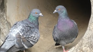 【ハト日記】貴族から品格を学ぶ/Columba livia