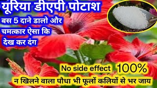 गुड़हल की जड़ों में यूरिया डीएपी पोटाश के चमत्कार10दिन में हजार फूलकलिया जबरदस्त ग्रोथ nosideeffect