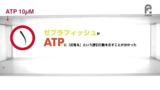 ATPのおいしそうな匂いに誘われて / ATP attracts zebrafish