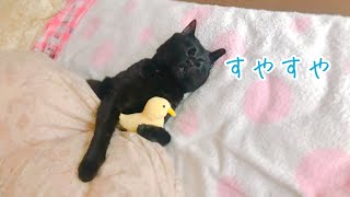 猫って意外と起きない…!? Cat sleeps with stuffed chick!?