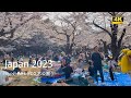 4k hdr Japan cherry blossoms 2023 | Walk in Yoyogi Park (代々木公園）Tokyo |The best sakura viewing spots.