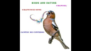 Cantec De Cintezoi pentru Pom (Padure)- Chaffinch Song