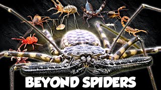 Every Arachnid on Earth (are they in YOUR backyard?)