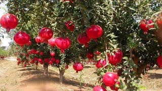 The biggest pomegranates farm in CA!