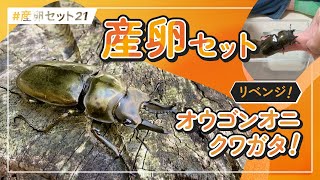 【下手すりゃ大失敗？！】ローゼンベルグオウゴンオニクワガタの産卵はココに注意して！