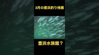 豊浜水族館？3月の豊浜釣り桟橋 水中映像 #Shorts