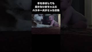 手を伸ばしても届かない赤ちゃんにハスキー犬がとった行動は…