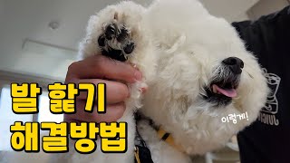 강아지가 발을 핥는 이유와 대처방법 완벽정리!