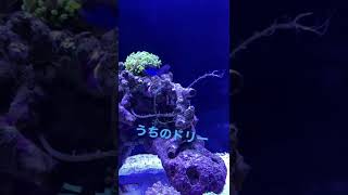 #アクアリウム#ナンヨウハギ#ドリー#フタイロカエルウオ#海水魚#新水槽立ち上げ#90cm水槽