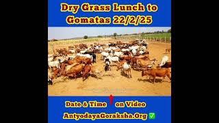 [22 Feb 2025] Afternoon Meal of Dry Grass to Cows