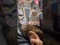 犯罪者は人の目を見ない【ありふれた休日のはずが、、、】＃サビ猫＃エキゾチックショートヘア＃痴漢＃犯罪