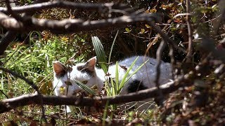 【保護猫・地域猫】マロを遂に発見‼意外に軽症だったので何故かムカついた‼【魚くれくれ野良猫製作委員会】