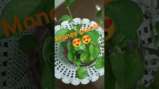 Money Plant Decoration ideas 😍#shorts #shortsfeed #viralshort #ideas #moneyplant #youtubeviralshort