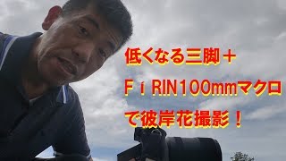 【低くなる三脚で彼岸花を！】トキナーFíRIN 100mmで撮る！（動画No.377）