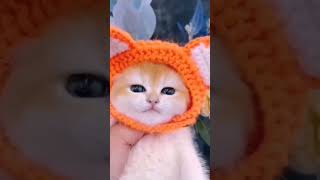 cute kitten meowing😍 Funny cat #shorts #viral #trending #ytshorts