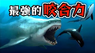 【必看】咬合力爆表的現存和已滅絕生物，霸王龍都不是第一｜阿文Ahwen