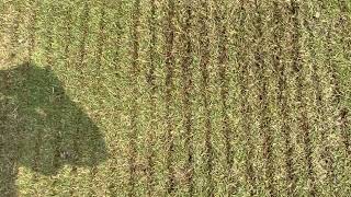 Verticutting Fairways