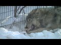 オオカミのお食事タイム~wolf pack at the maruyama zoo