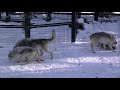 オオカミのお食事タイム~wolf pack at the maruyama zoo