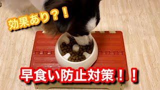 【早食い防止対策】効果あり！？早食いワンちゃん必見！【ボーダーコリー】