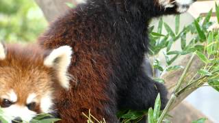 八木山レッサーリポート15 レッサーパンダ クルミ母娘のお食事2015春 Red Panda Yagiyama Zoo 八木山動物公園