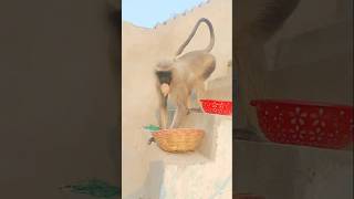 यह क्या उठा लिया बताओ #shots #hanuman #monkey #trending