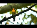 キビタキの美しい囀り04【野鳥観察 鳥の鳴き声 バードウォッチング】ficedula narcissina narcissus flycatcher