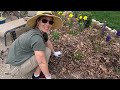 transplanting pugster blue butterfly bushes u0026 mulching a front garden bed 🌸👩‍🌾🪴 suburban oasis