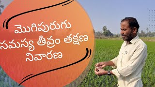 మొగిపురుగుతో మోడబారుతున్న పొలాలు|మొగిపురుగు సమస్య తీవ్రం తక్షణ నివారణ|karshaka Nestham