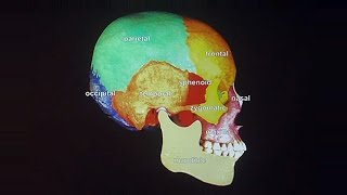 How to Get A Head in Life: The Development of the Craniofacial Complex