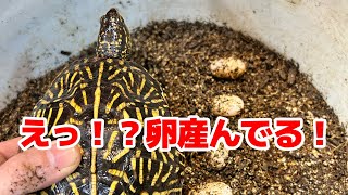 フロリダハコガメが産卵しました！【カメ】