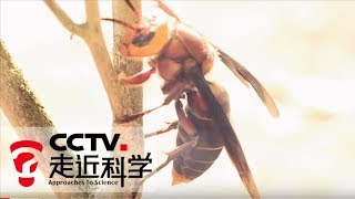 《走近科学》巧夺大毒蜂（上） 20160229 | CCTV走近科学官方频道