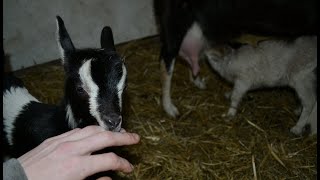 Niecodzienne obowiązki//Halina zaskoczyła wszystkich😮