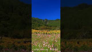 ヒマワリとコスモスの花畑と独鈷山　FUKEI 50802