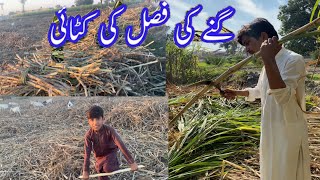 Kamad Ki Fasal Ki Katai | Sugar Cane Harvesting | Vlog | Fayaz Gul