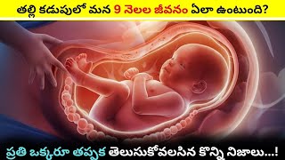 తల్లి కడుపులో మన 9 నెలల జీవనం ఏలా ఉంటుంది? | Baby Life inside Mother Womb |